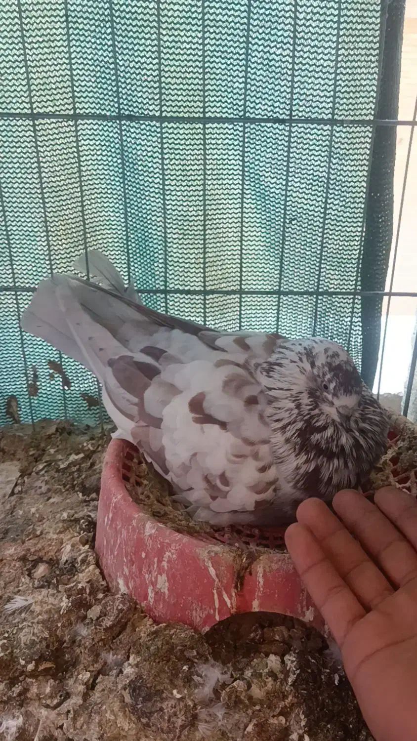 قلمکار سو قدیم و یک عدد سرور|پرنده|بندرعباس, |دیوار