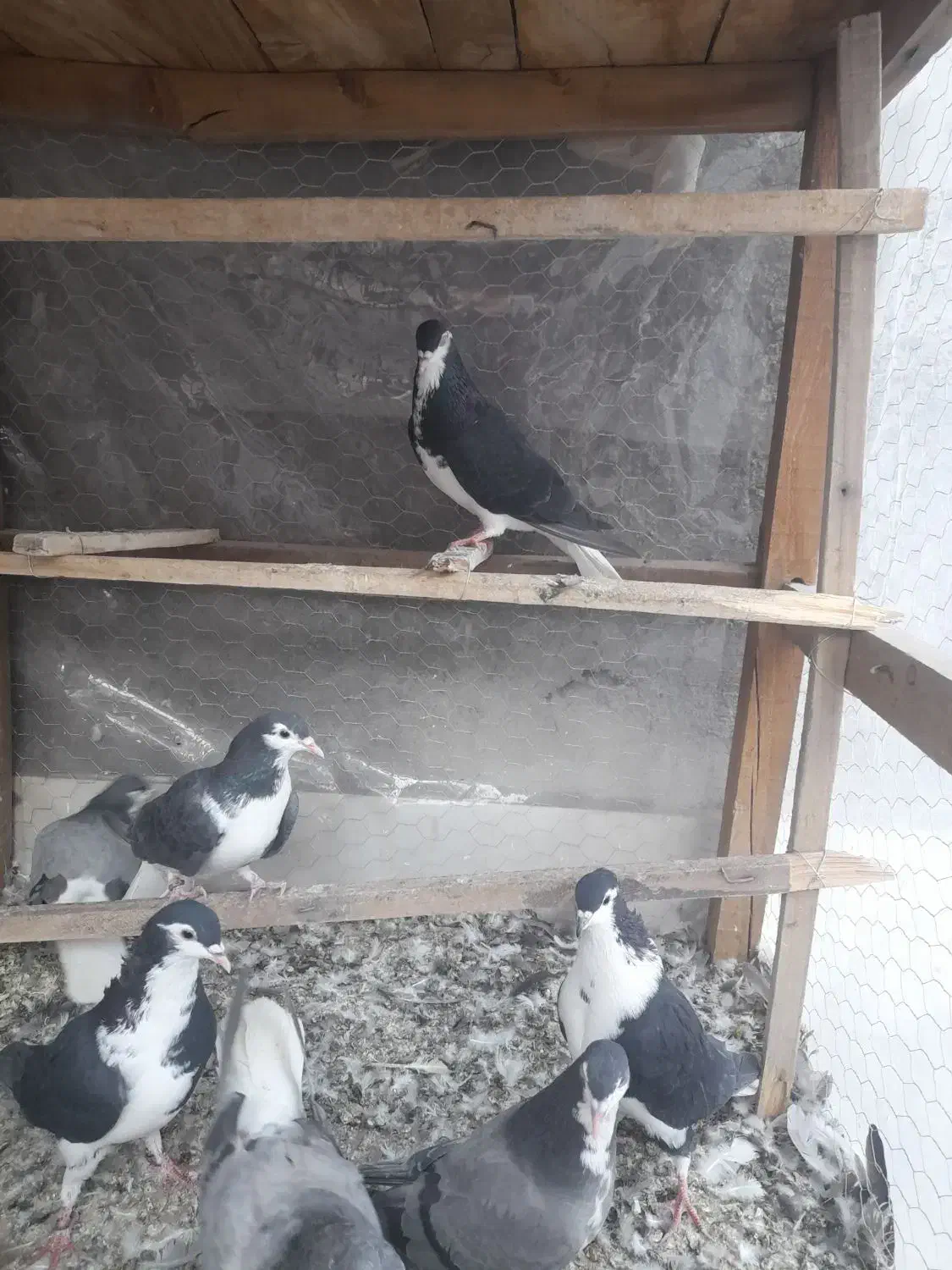 طاقی|پرنده|آران و بیدگل, |دیوار