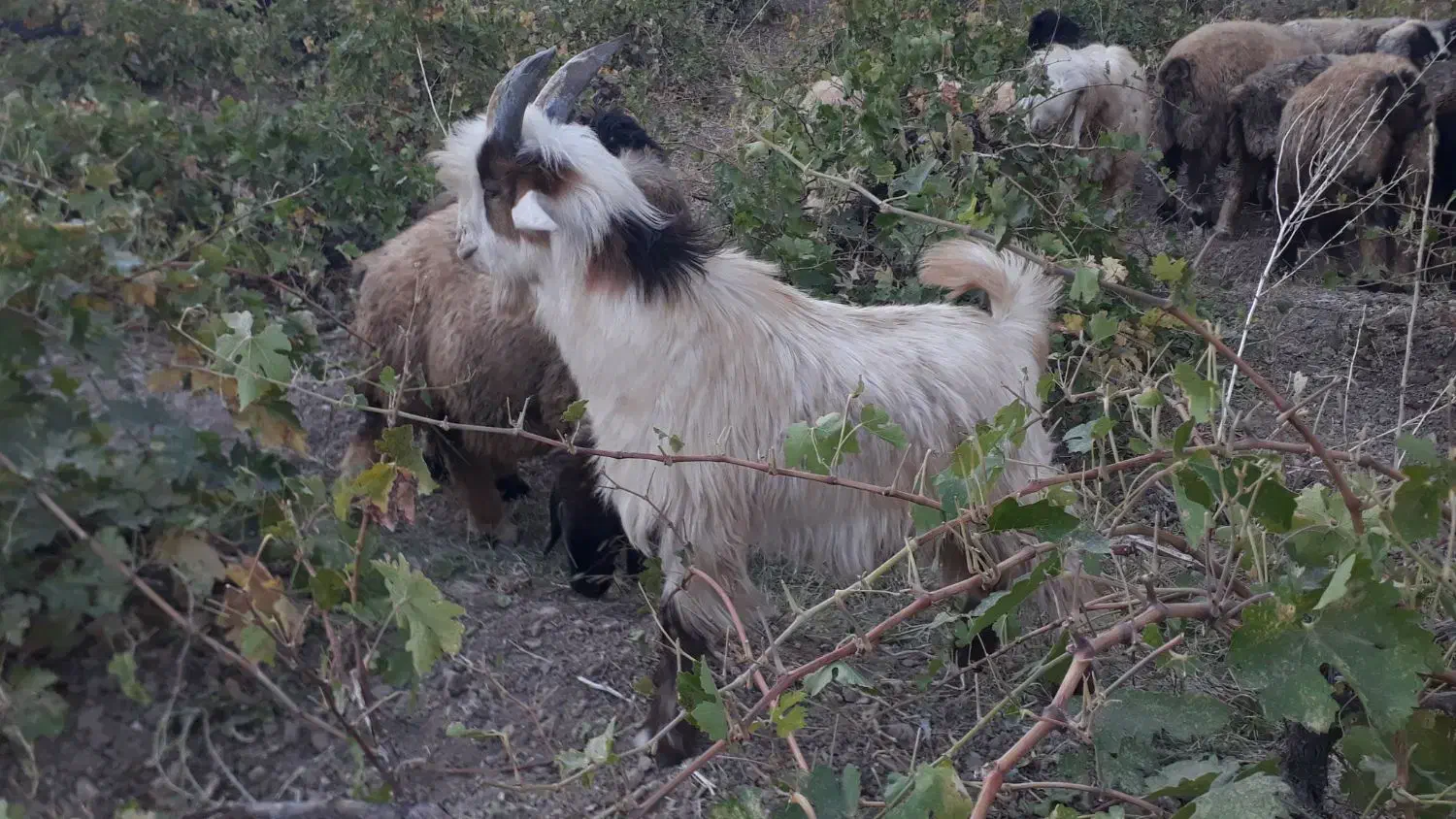 بزغاله. بیگ|حیوانات مزرعه|اردل, |دیوار