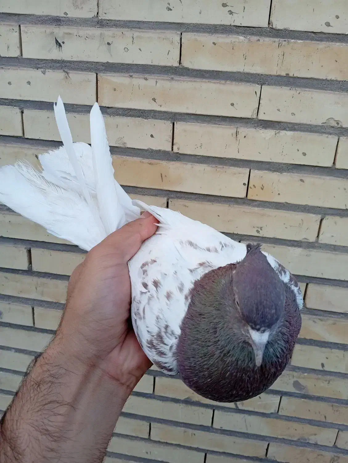 کله ای و زاغ|پرنده|بم, |دیوار