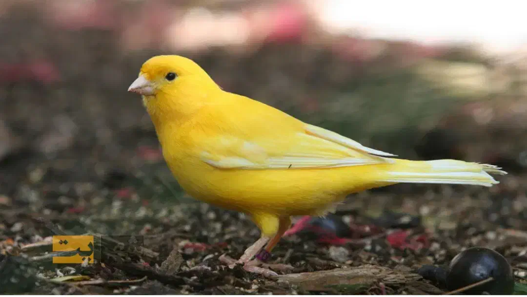 سهره.قناری دم زرددستی|پرنده|اهواز, منبع اب|دیوار