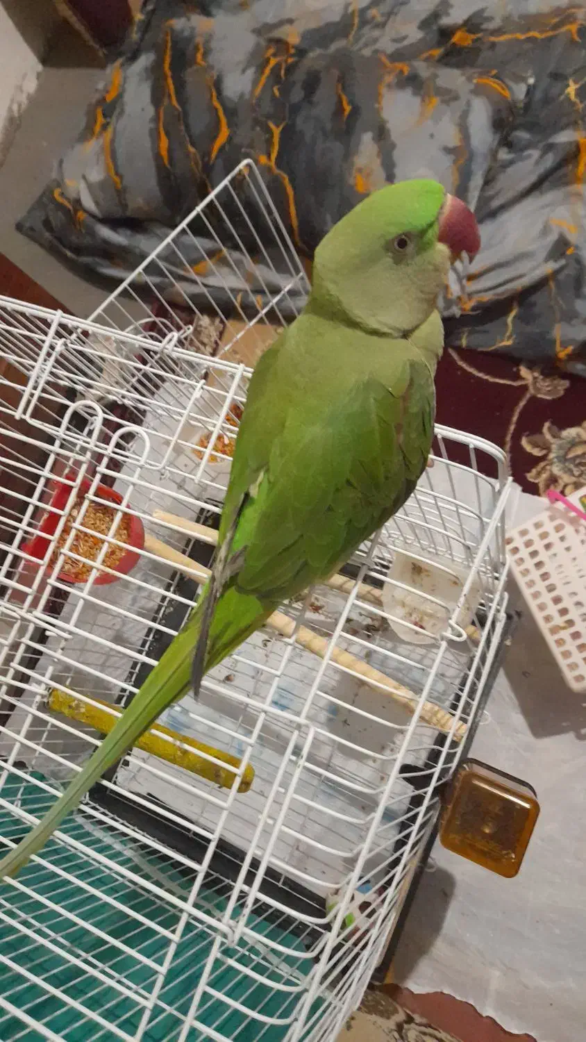 شاه طوطی رام|پرنده|اطاقور, |دیوار