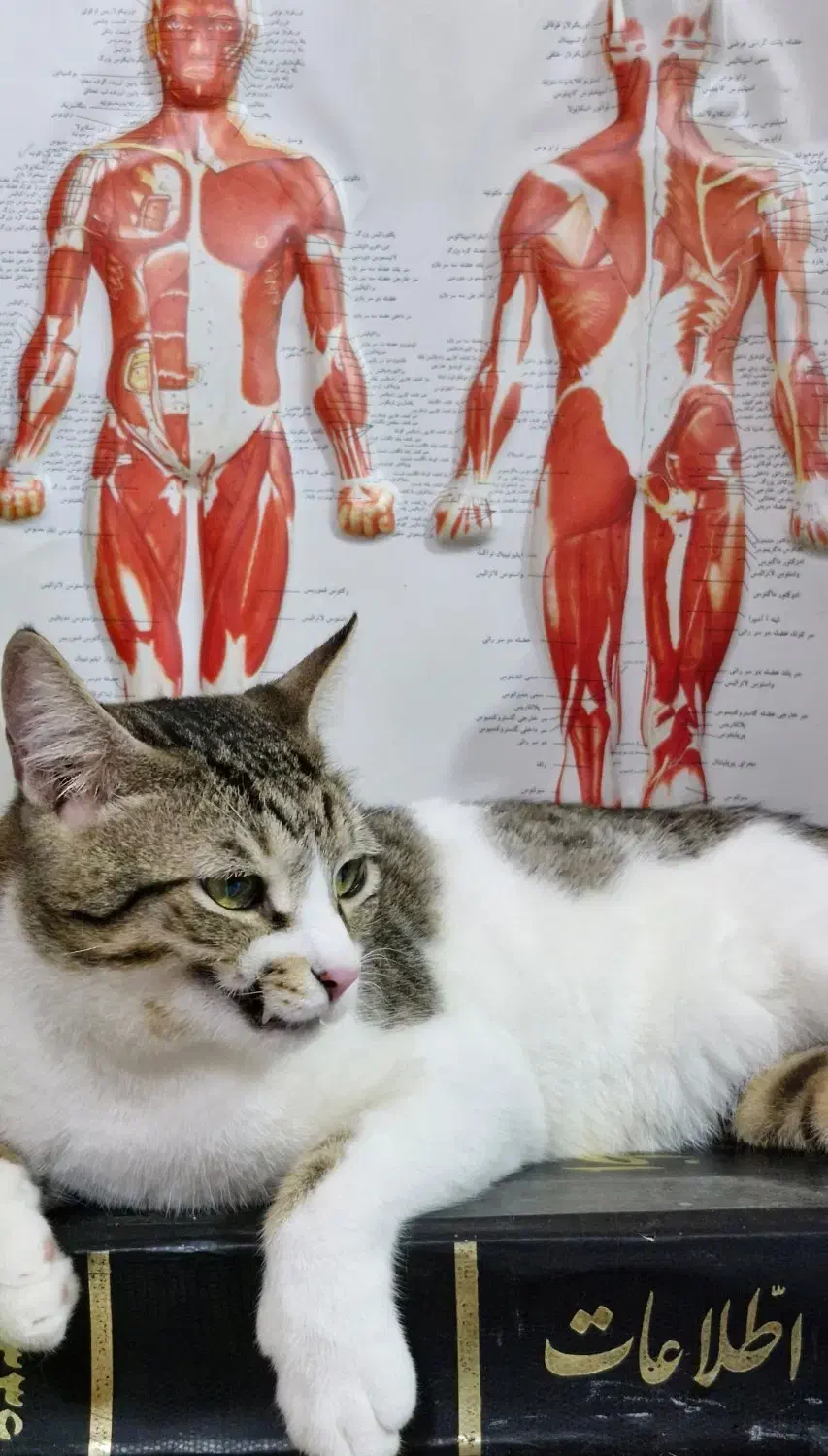 گربه گمشده|حیوانات|بوشهر, |دیوار