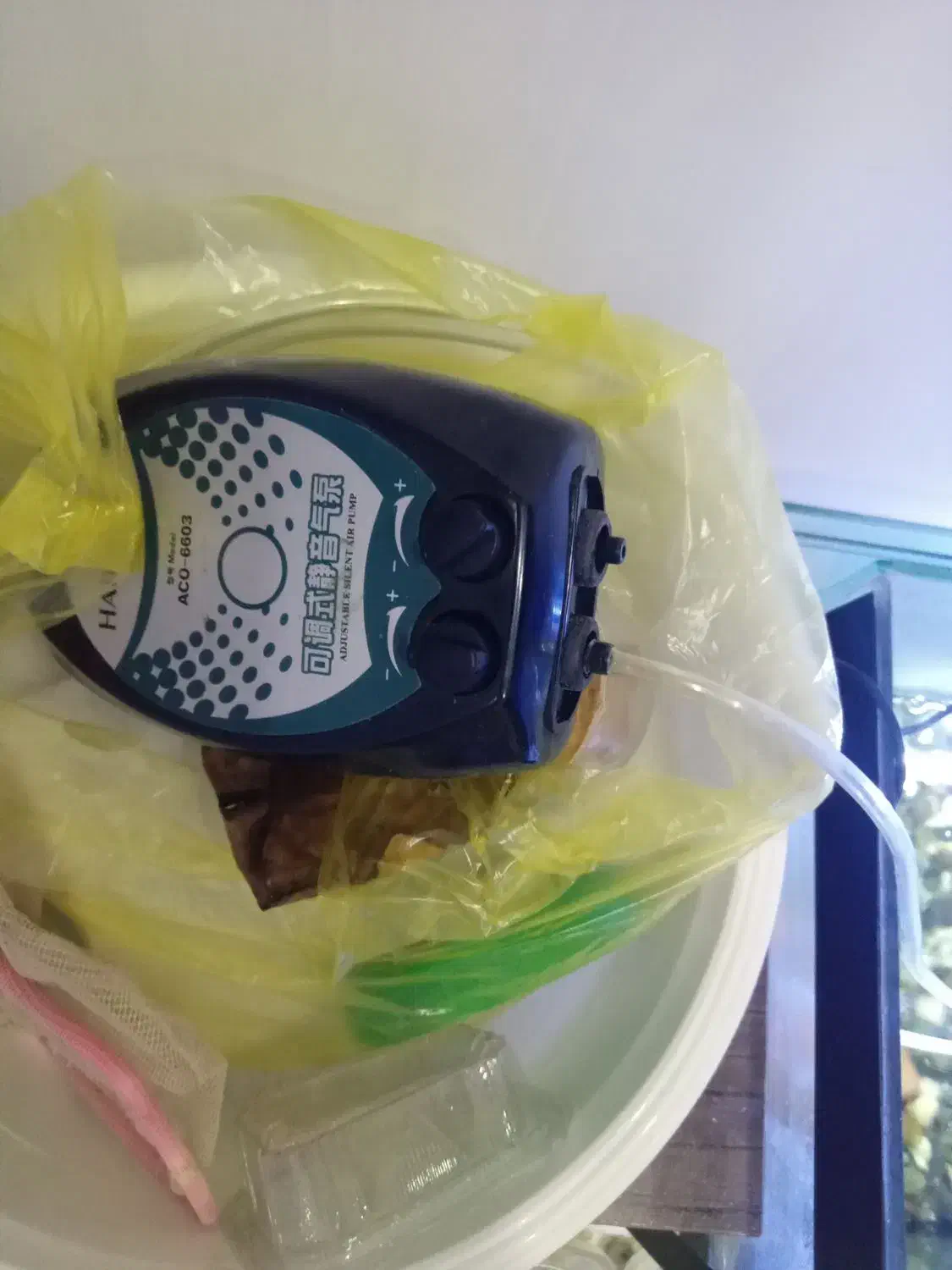 فروش آکواریوم ماهی|ماهی|رشت, معلم|دیوار