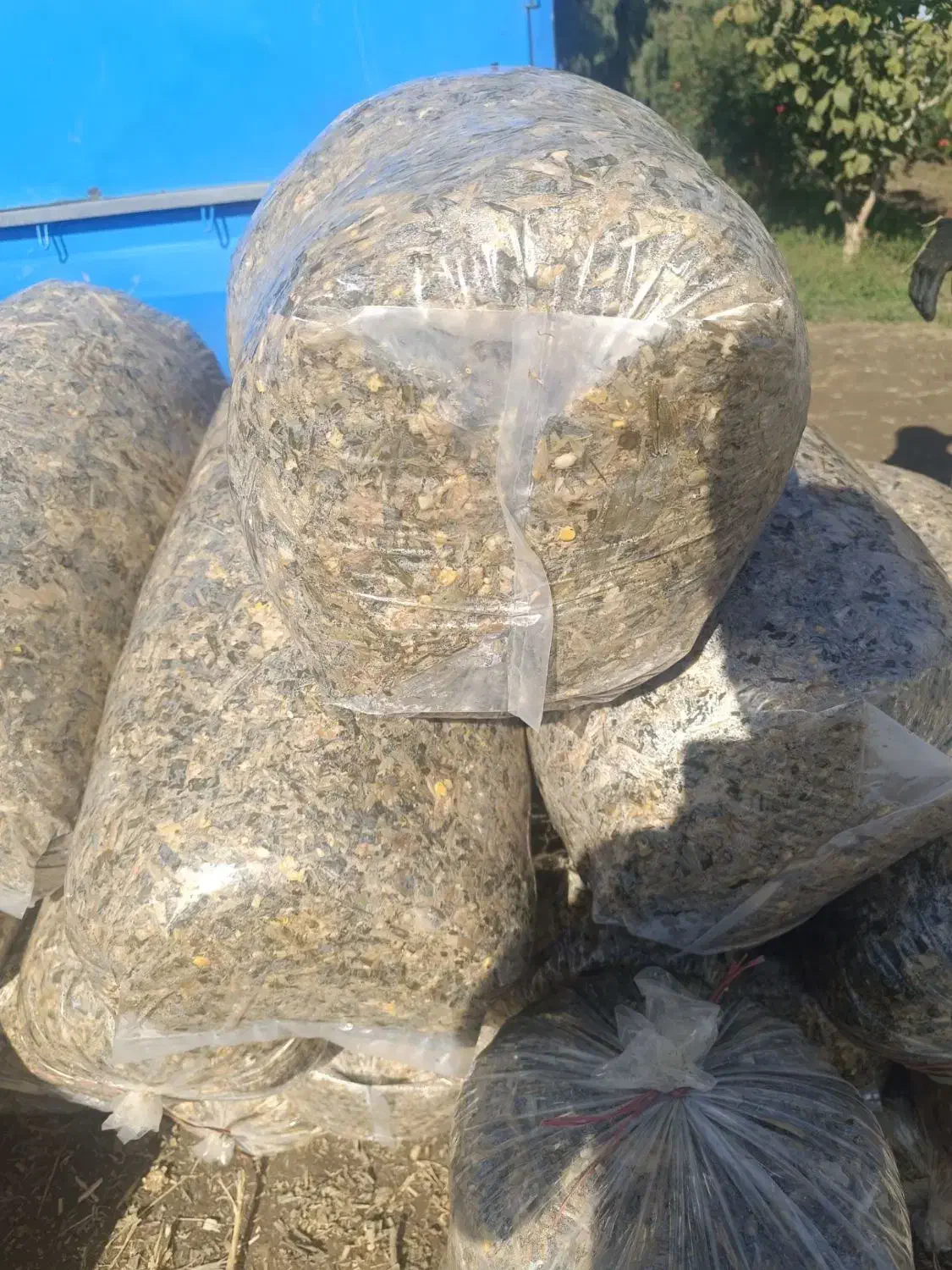 ذرت علوفه ای|عمدهفروشی|فاضل آباد, |دیوار