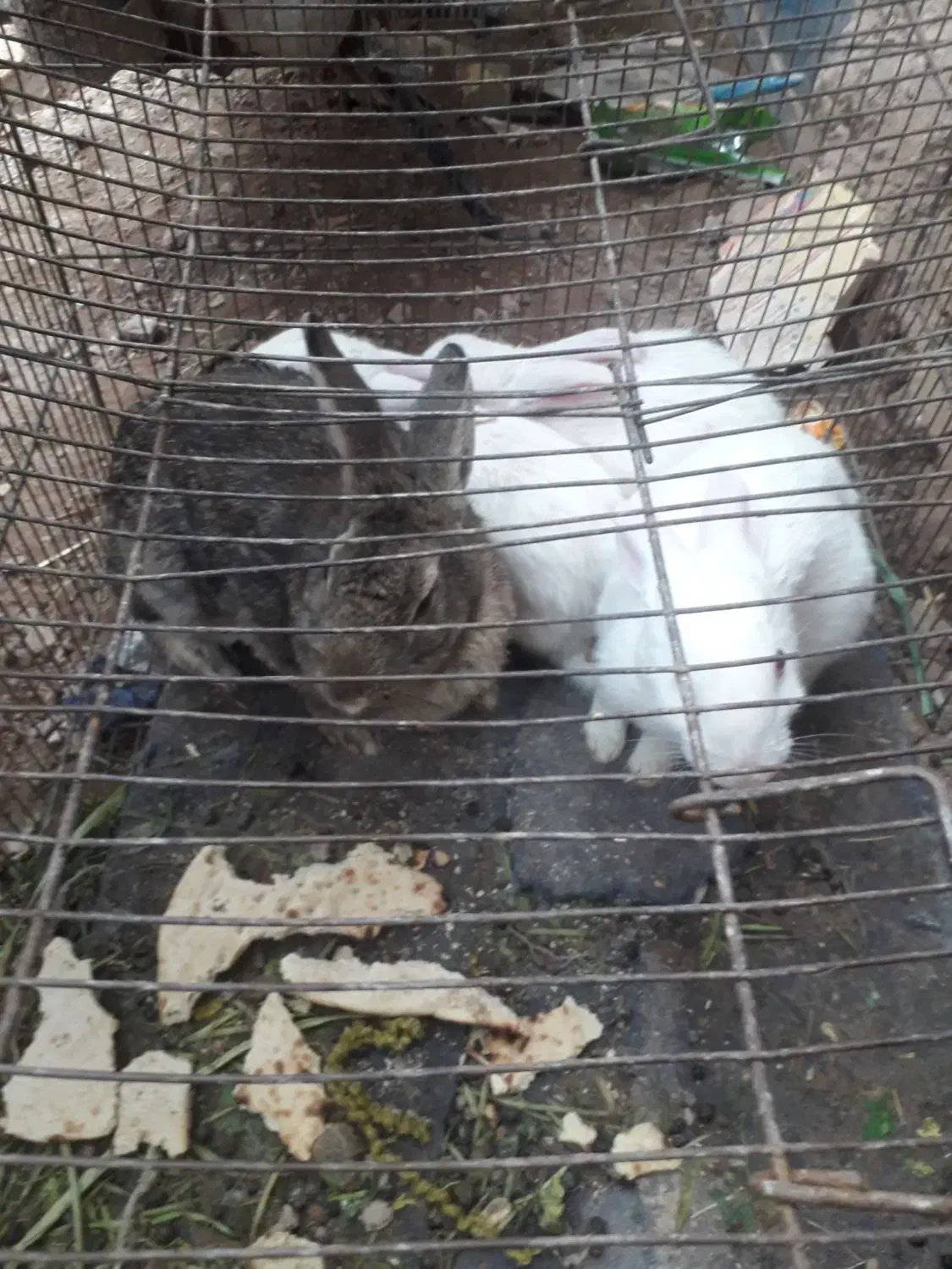 خرگوش|موش و خرگوش|رفسنجان, |دیوار