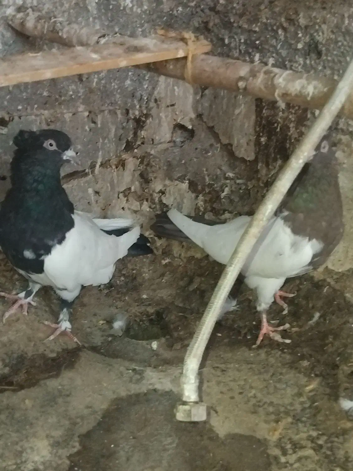 جفت‌ماده‌به‌شرط|پرنده|ساوه, |دیوار