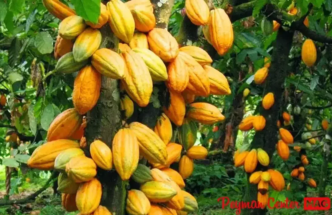 نهال نایاب کاکائو|گل و گیاه طبیعی|تهران, بوستان سرخه حصار|دیوار