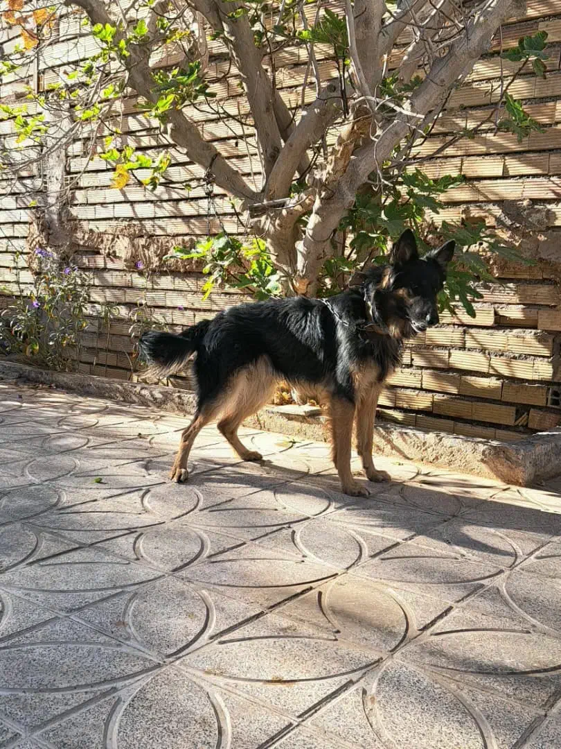 فروش ژرمن مو کلاسیک نر +هدیه ،توضیحات کامل|سگ|بم, |دیوار