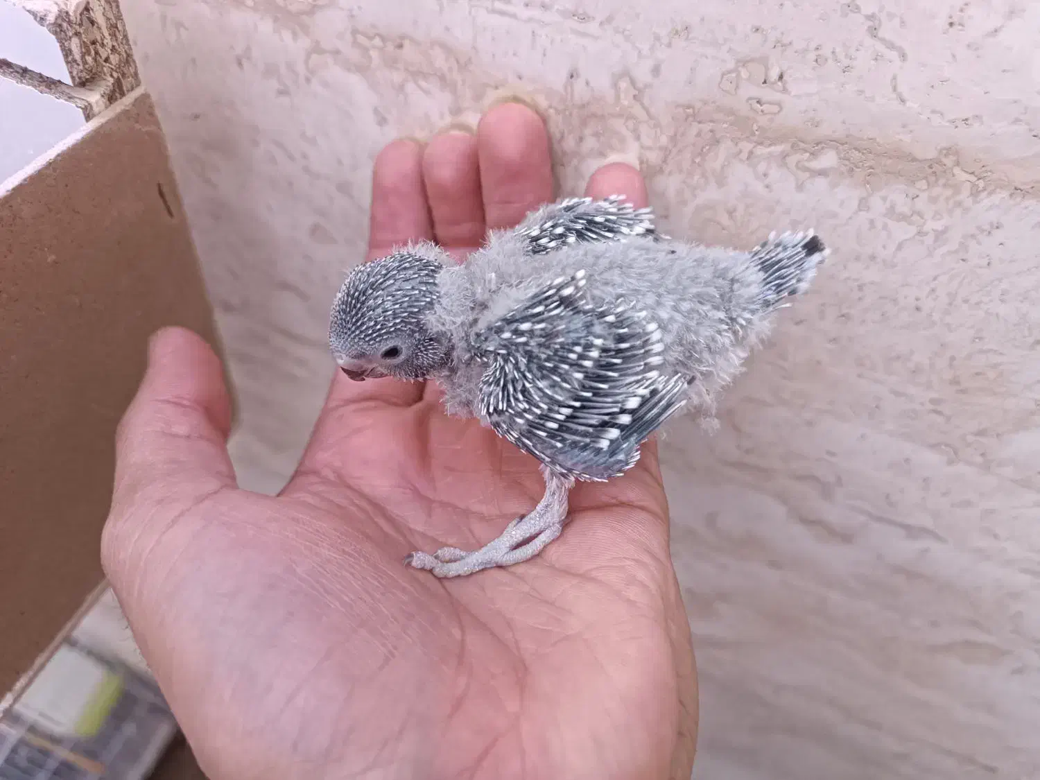 دو جفت جوجه انگلیسی گرید بالا آماده دستی شدن|پرنده|خواف, |دیوار