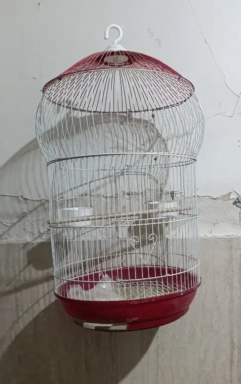 قفس پرنده زینتی|لوازم جانبی حیوانات|قم, لسانی|دیوار