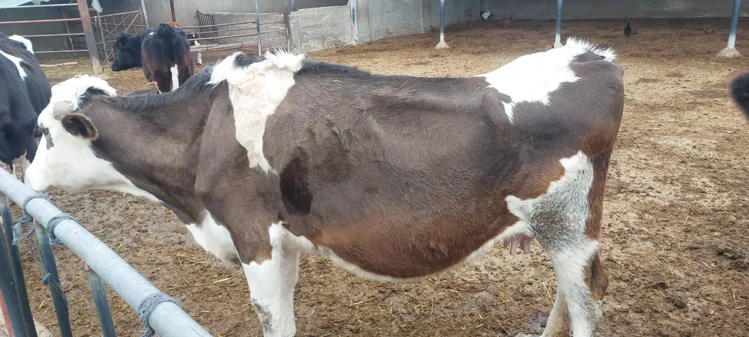 گاو مونت|حیوانات مزرعه|گرگان, |دیوار