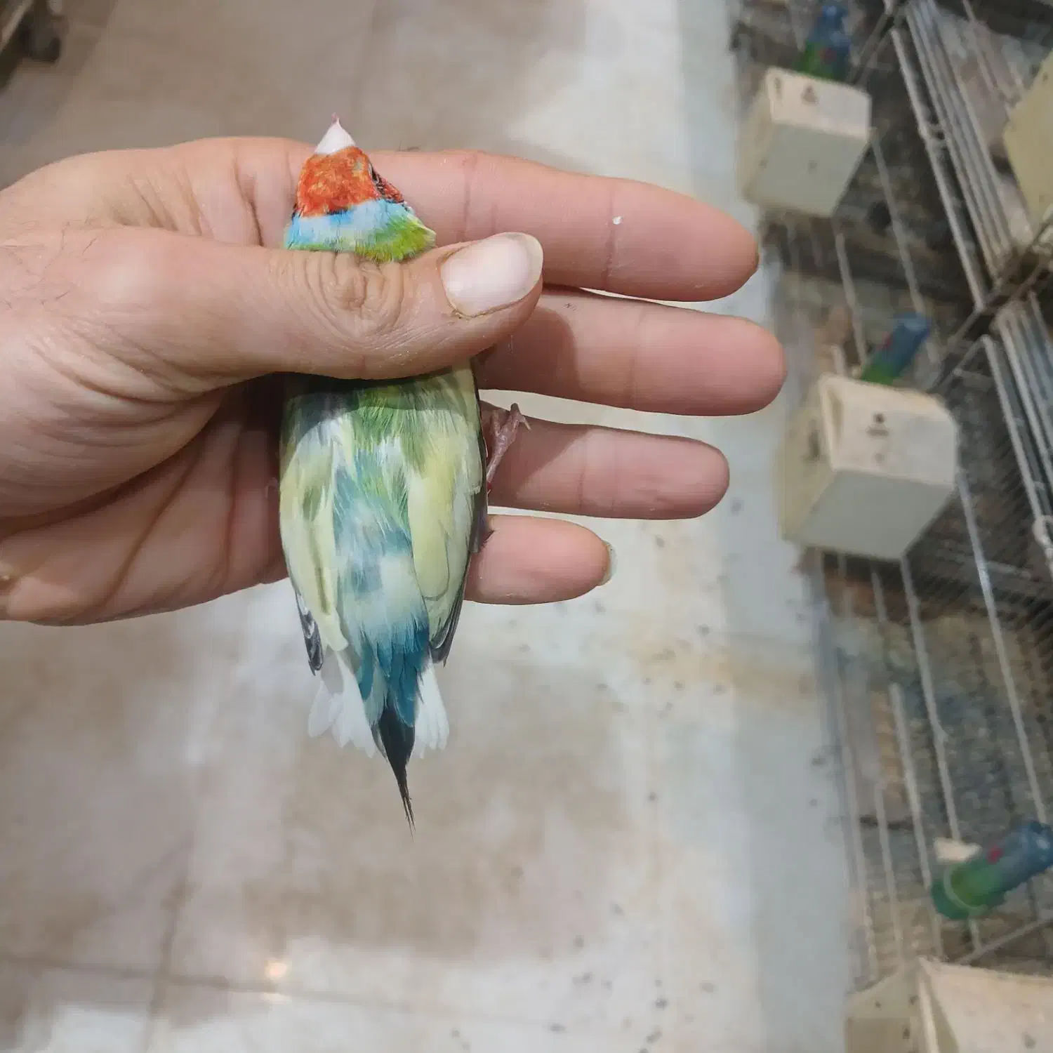 فنچ گلدین وطوطی وار|پرنده|چهاردانگه (تهران), |دیوار