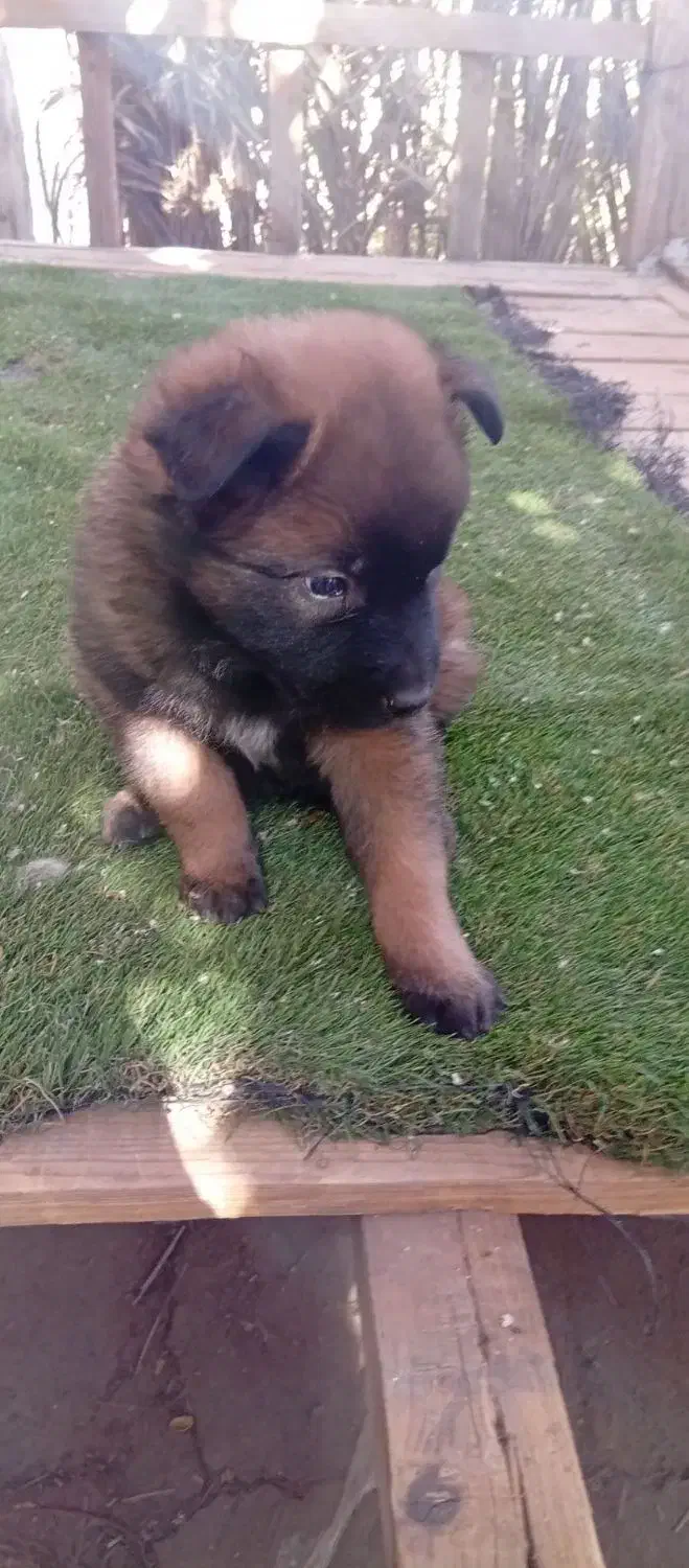 سگ مالینویز|سگ|کرمان, |دیوار