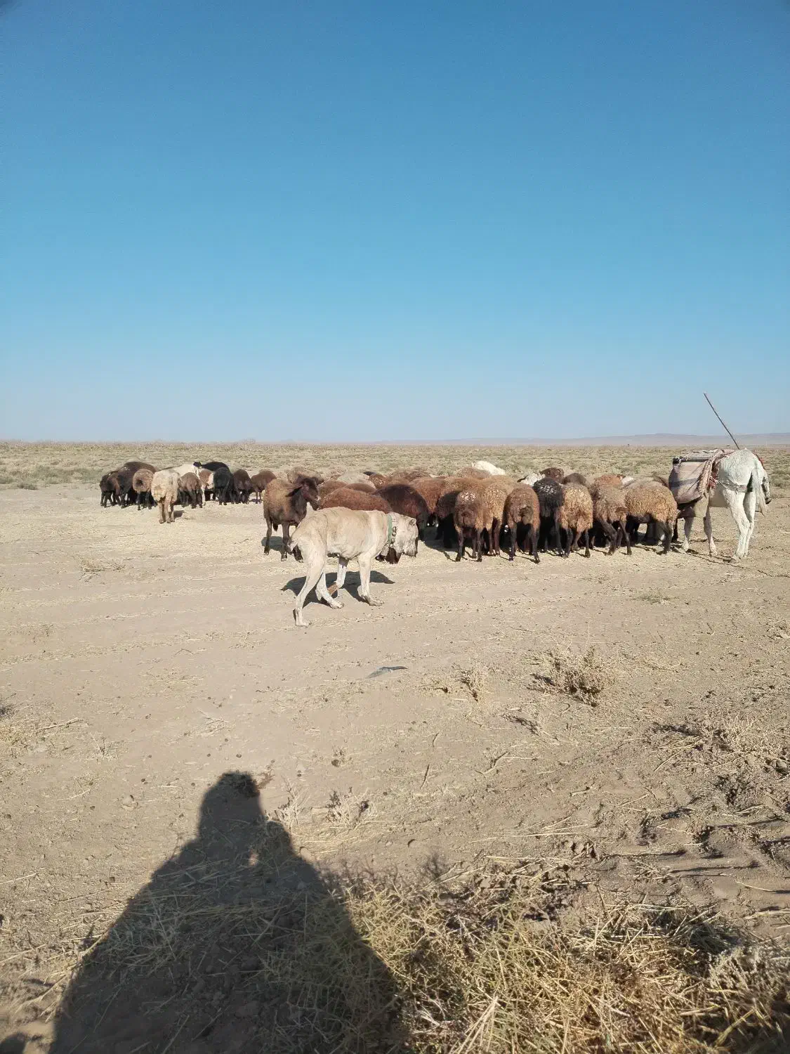 سگ ماده الابای|سگ|خوشاب, |دیوار