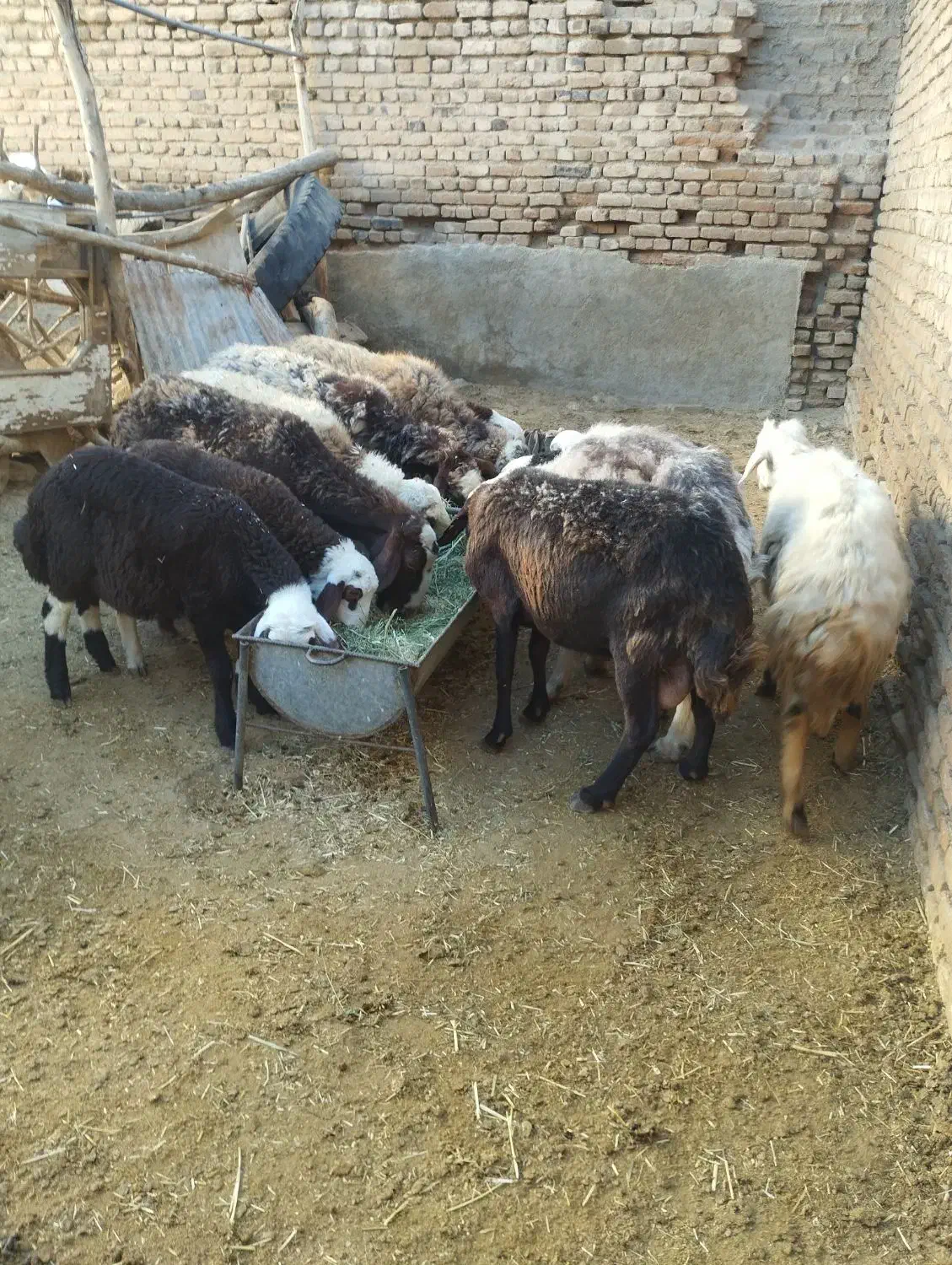 میش بره۶عدد(بره ها نر)|حیوانات مزرعه|بروجرد, |دیوار