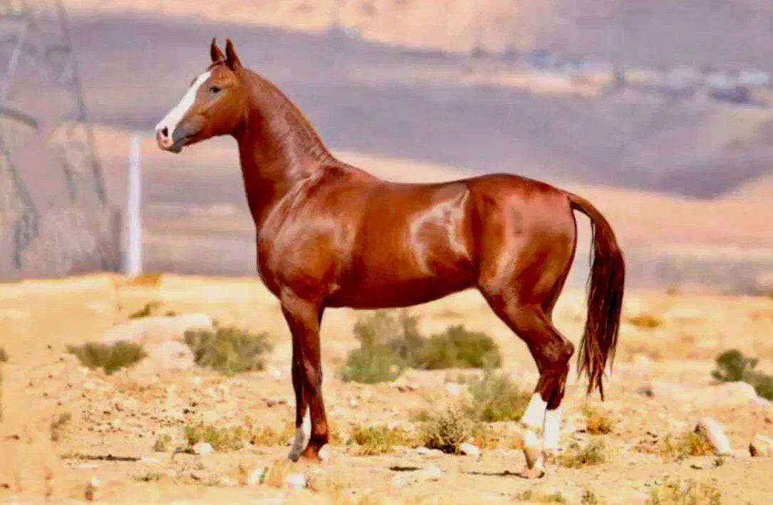 اسب اصیل ترکمن|اسب و تجهیزات اسب‌سواری|تهران, زعفرانیه|دیوار