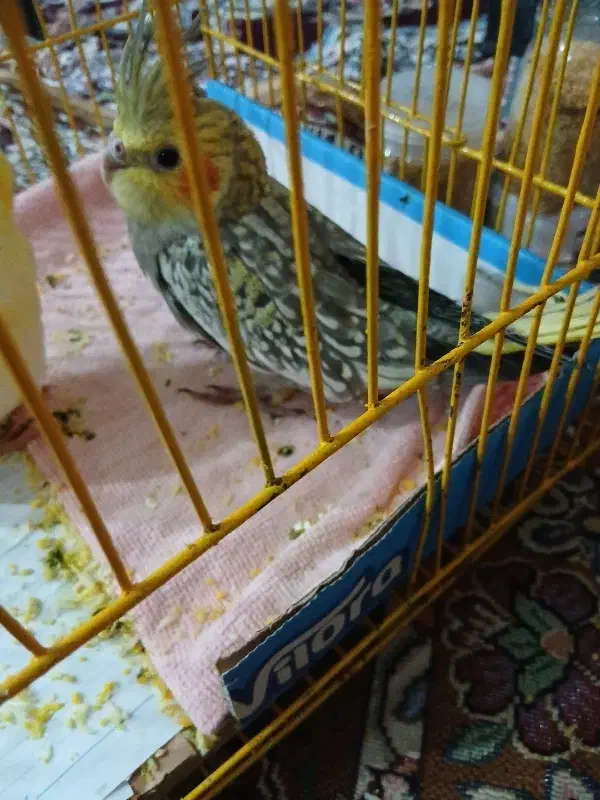 عروس هلندی|پرنده|اردبیل, |دیوار