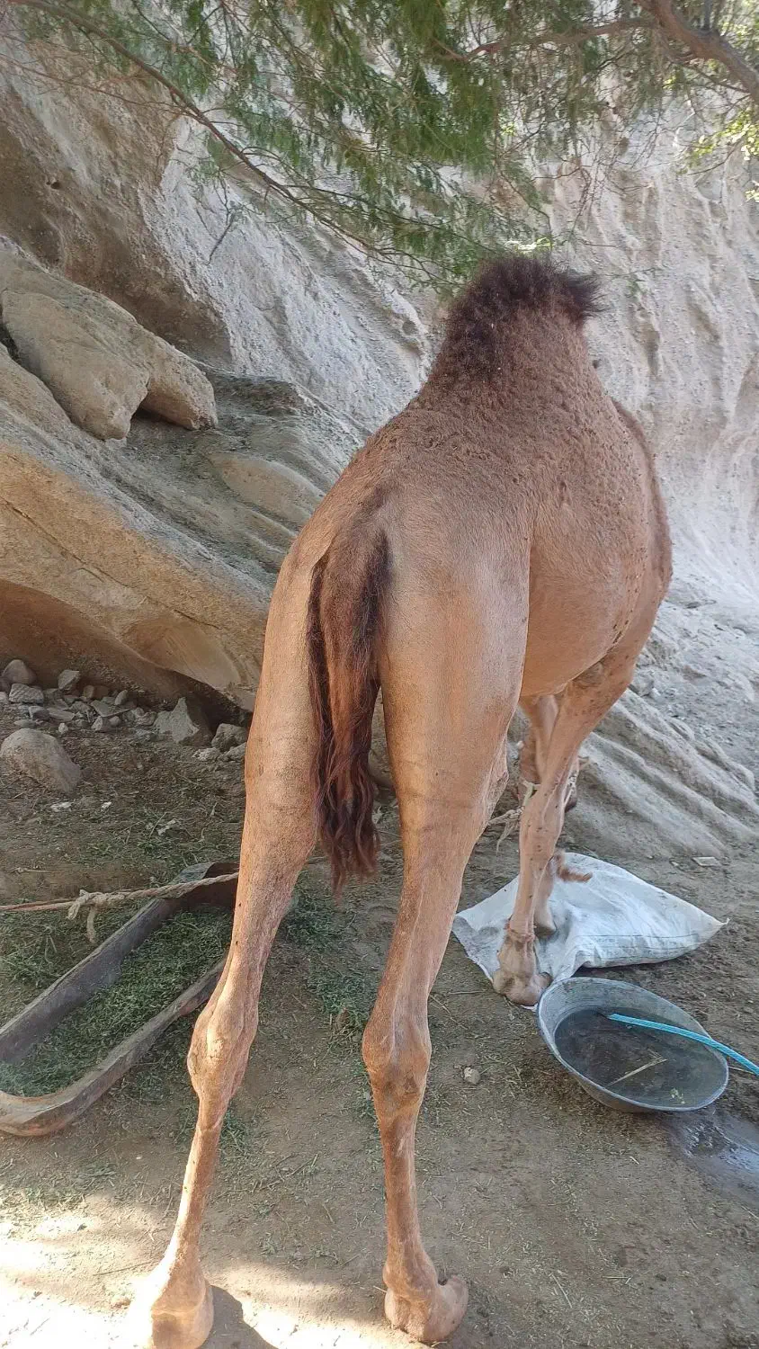 شتر نر ۳سال مخصوص داشت|حیوانات مزرعه|میناب, |دیوار