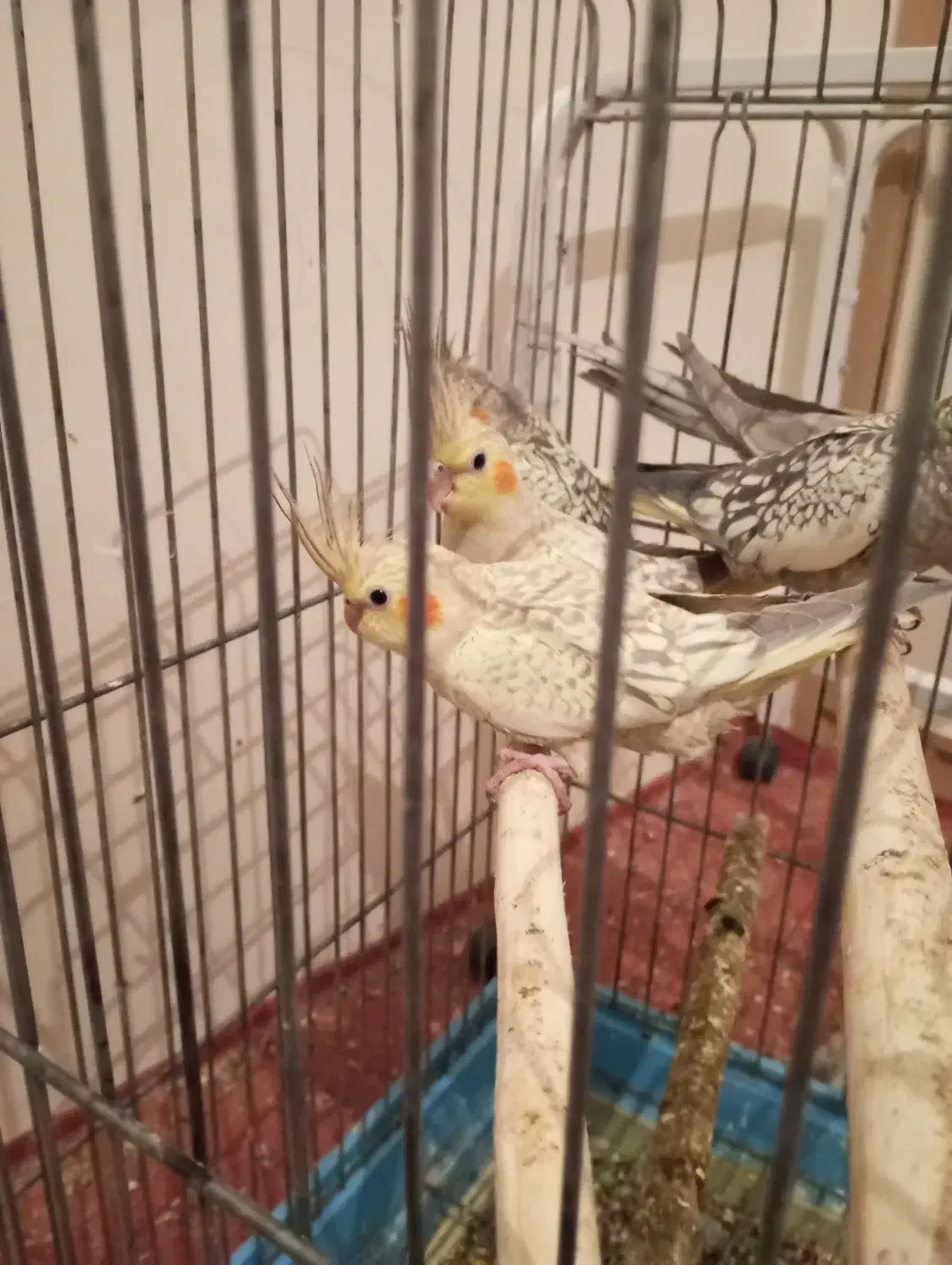 عروس هلندی|پرنده|ری, ظهیرآباد|دیوار