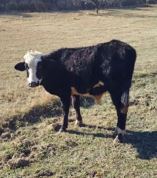 گوساله نر((دامازلیخ)) یک ساله|حیوانات مزرعه|اهر, |دیوار