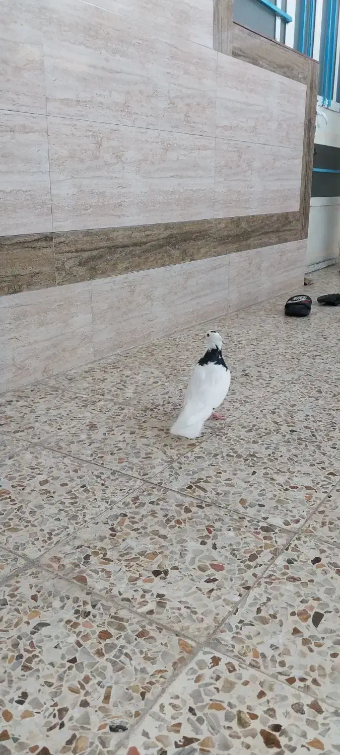 کبوتر طوقی|پرنده|اندیمشک, |دیوار