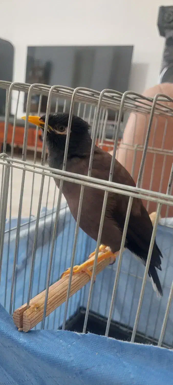 مرغ مینا سخنگو پر حرف|پرنده|شهریار, شهرک مصطفی خمینی|دیوار