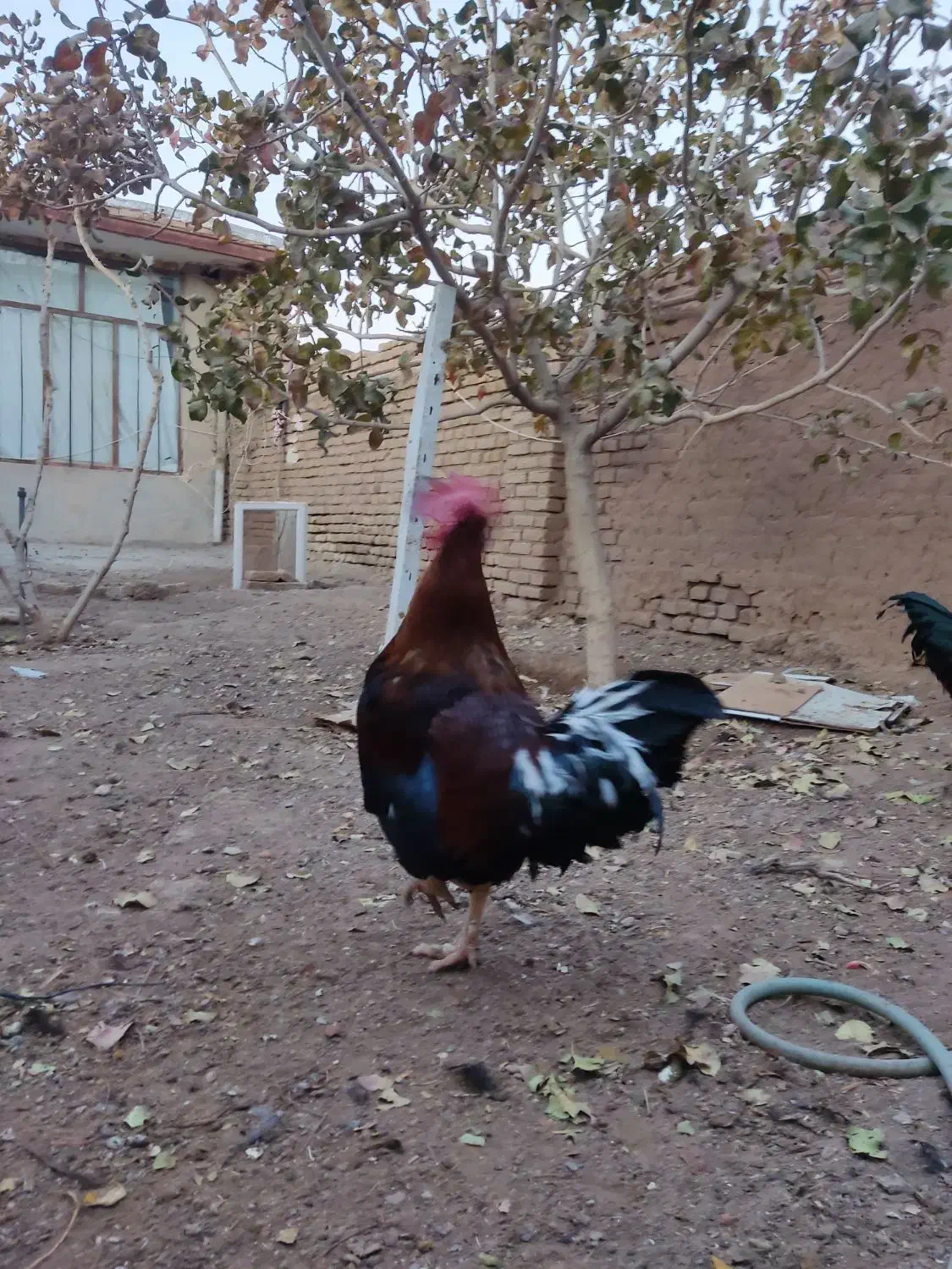 خروس سالم بزرگ|حیوانات مزرعه|سبزوار, جوادیه شرقی|دیوار