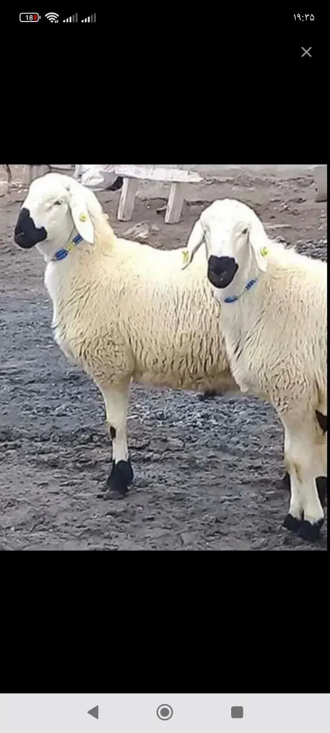 فروش گوسفند زنده اسلام شهر شبانه روزی قصاب رایگان|حیوانات مزرعه|اسلامشهر, شهرک سعیدیه|دیوار