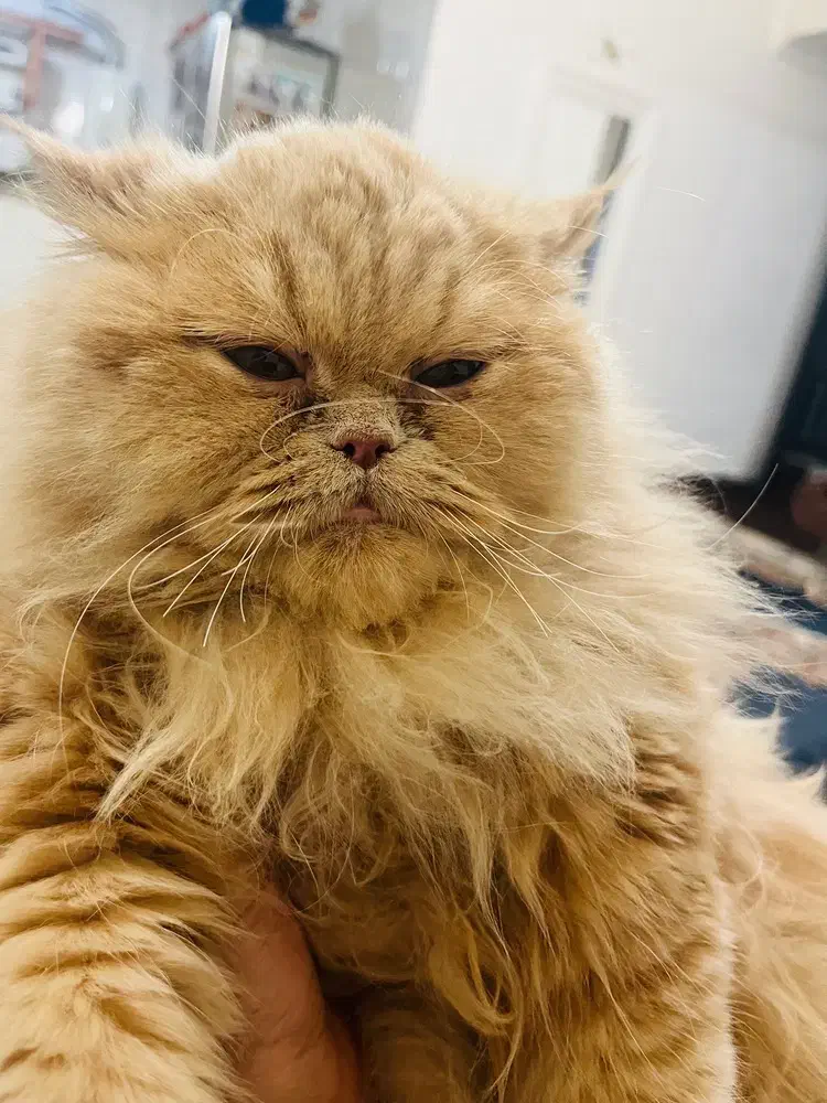 گربه پرشین|گربه|یاسوج, |دیوار