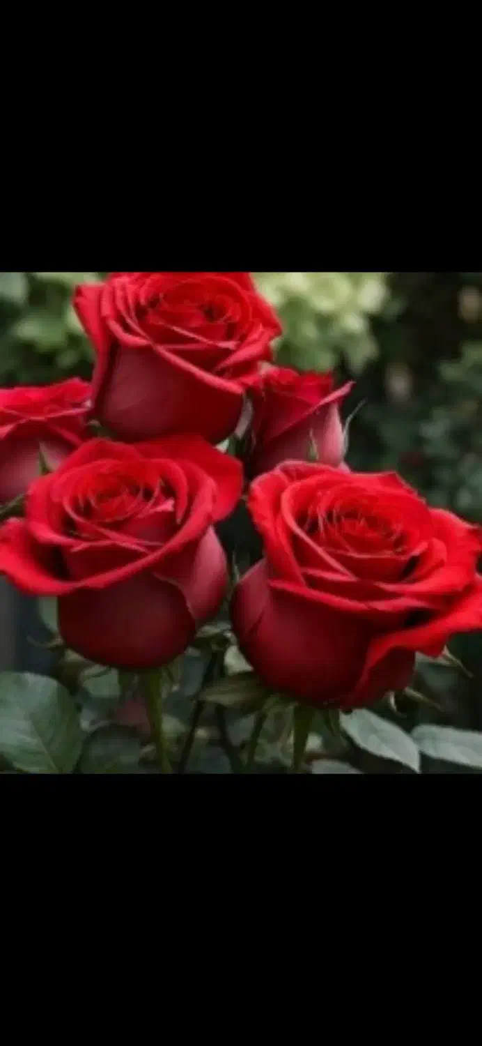 تور|تور و چارتر|شاهین‌شهر, پاسداران|دیوار