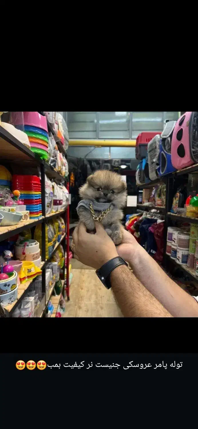 مجموعه توله های فانتزی|سگ|شیراز, صنایع الکترونیک|دیوار