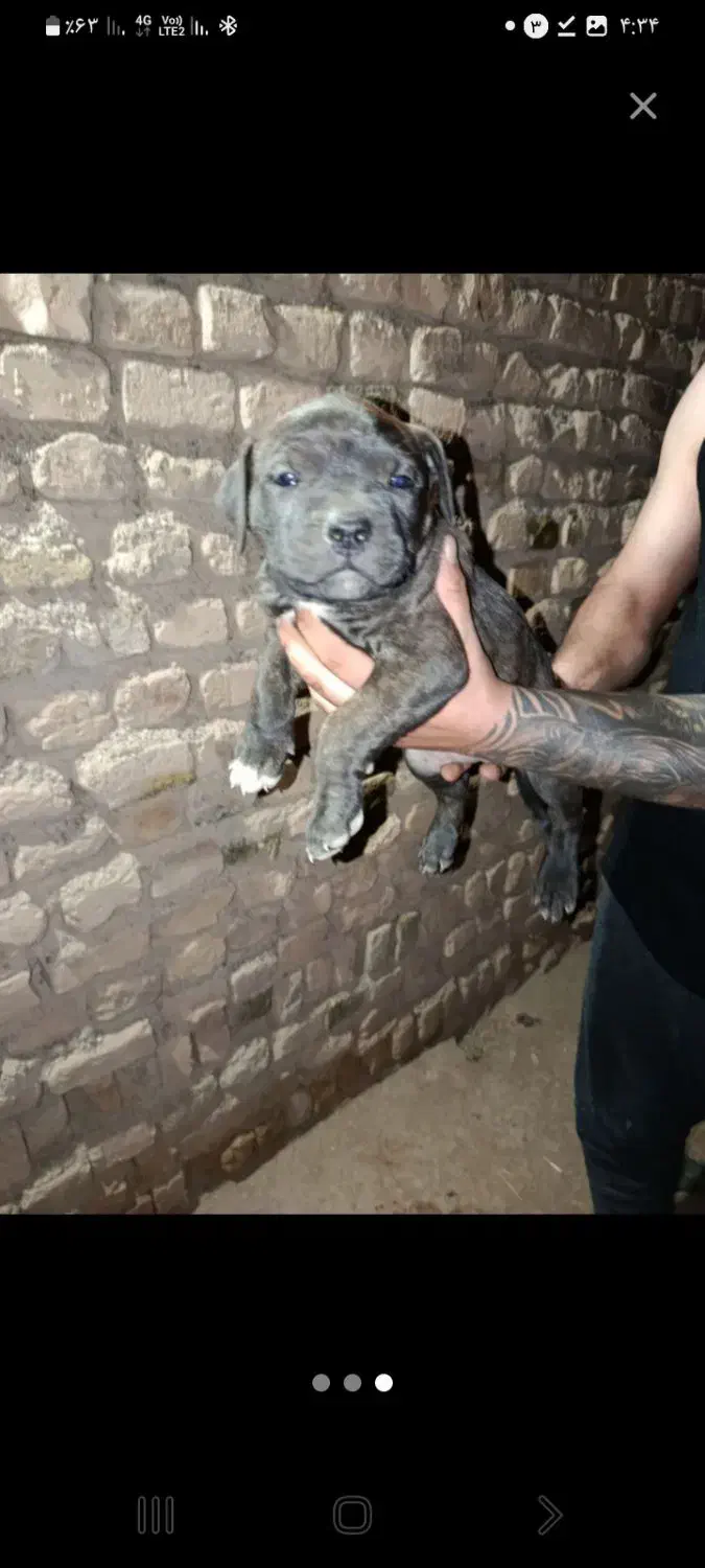 پی تبول|سگ|بوئین زهرا, |دیوار