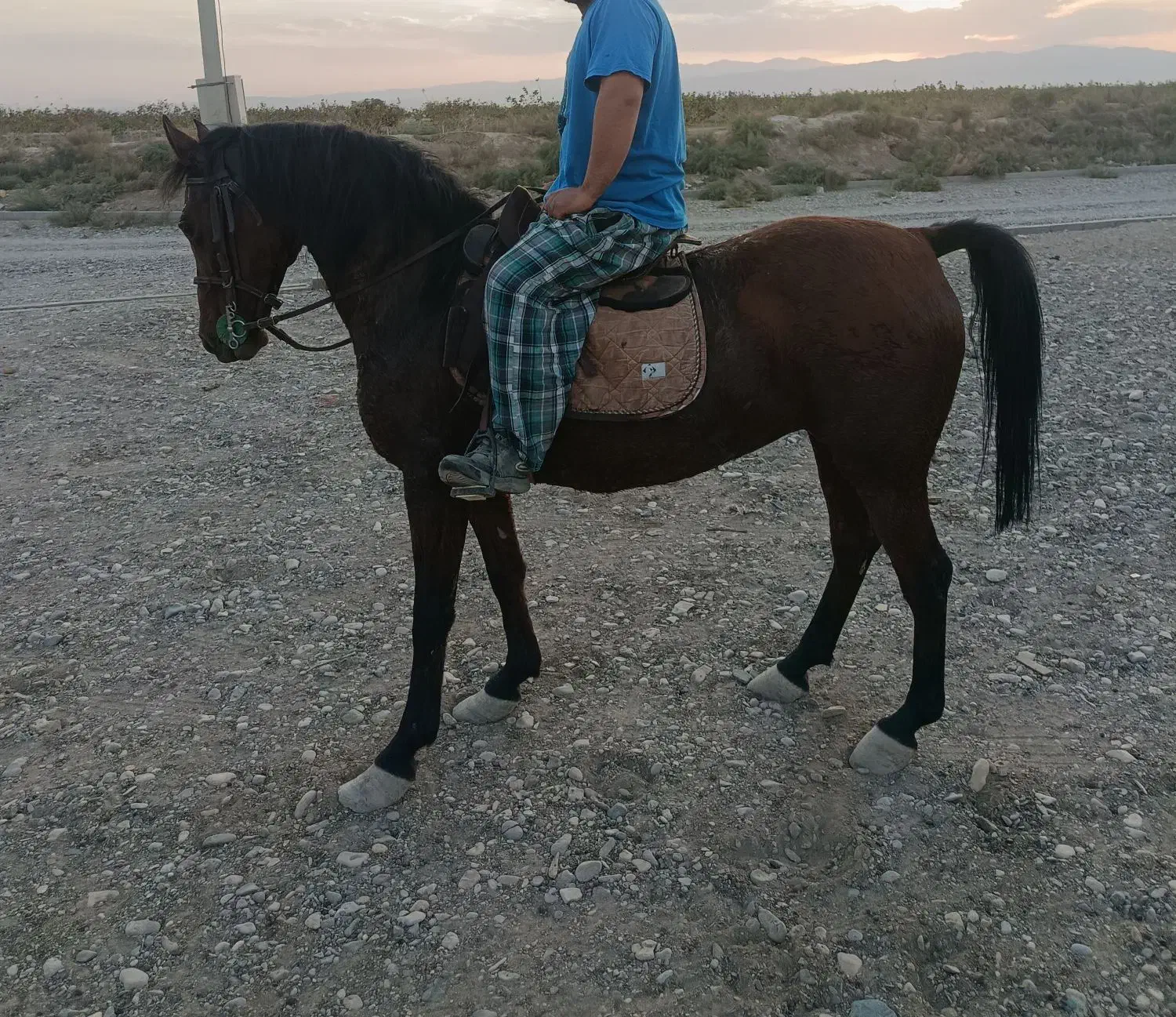 اسب|اسب و تجهیزات اسبسواری|ساوه, |دیوار