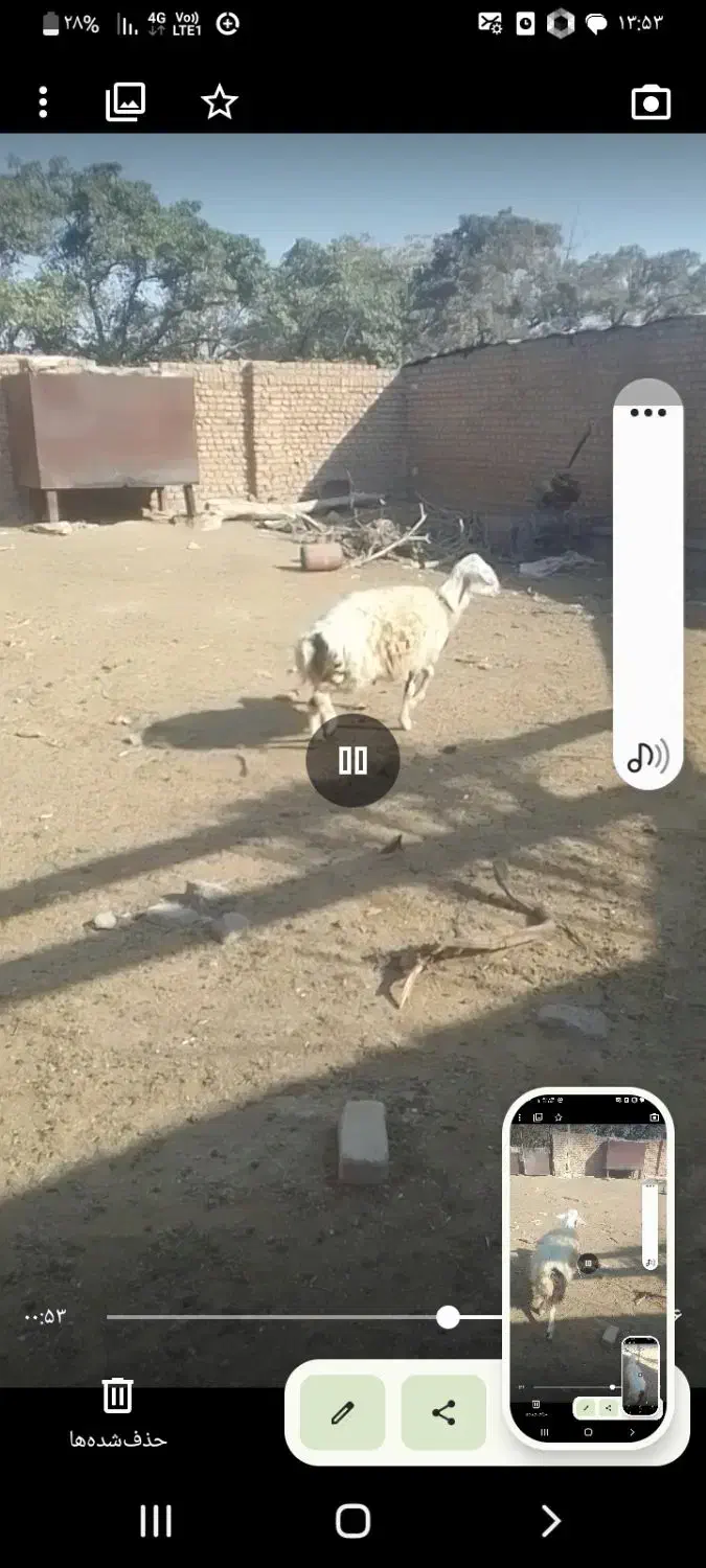 دو راس بره قوچ فروشی باخرز|حیوانات مزرعه|بالا ولایت, |دیوار