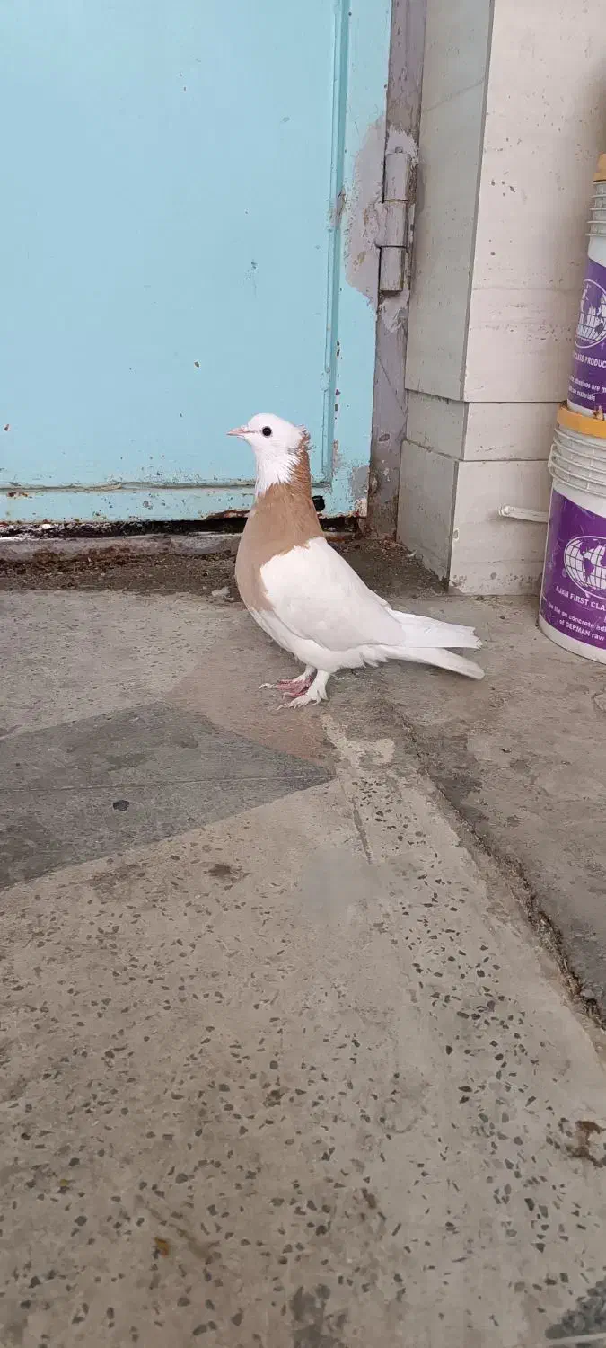 کبوتر|پرنده|شیراز, فرهنگ شهر|دیوار