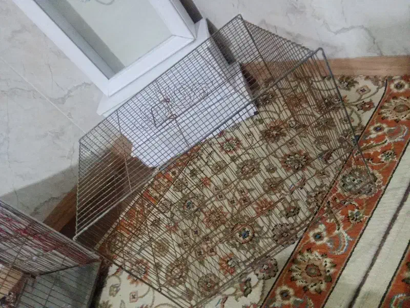 دوعدد قفس سایز بزرگ|لوازم جانبی حیوانات|پاکدشت, پاکدشت (مامازند)|دیوار