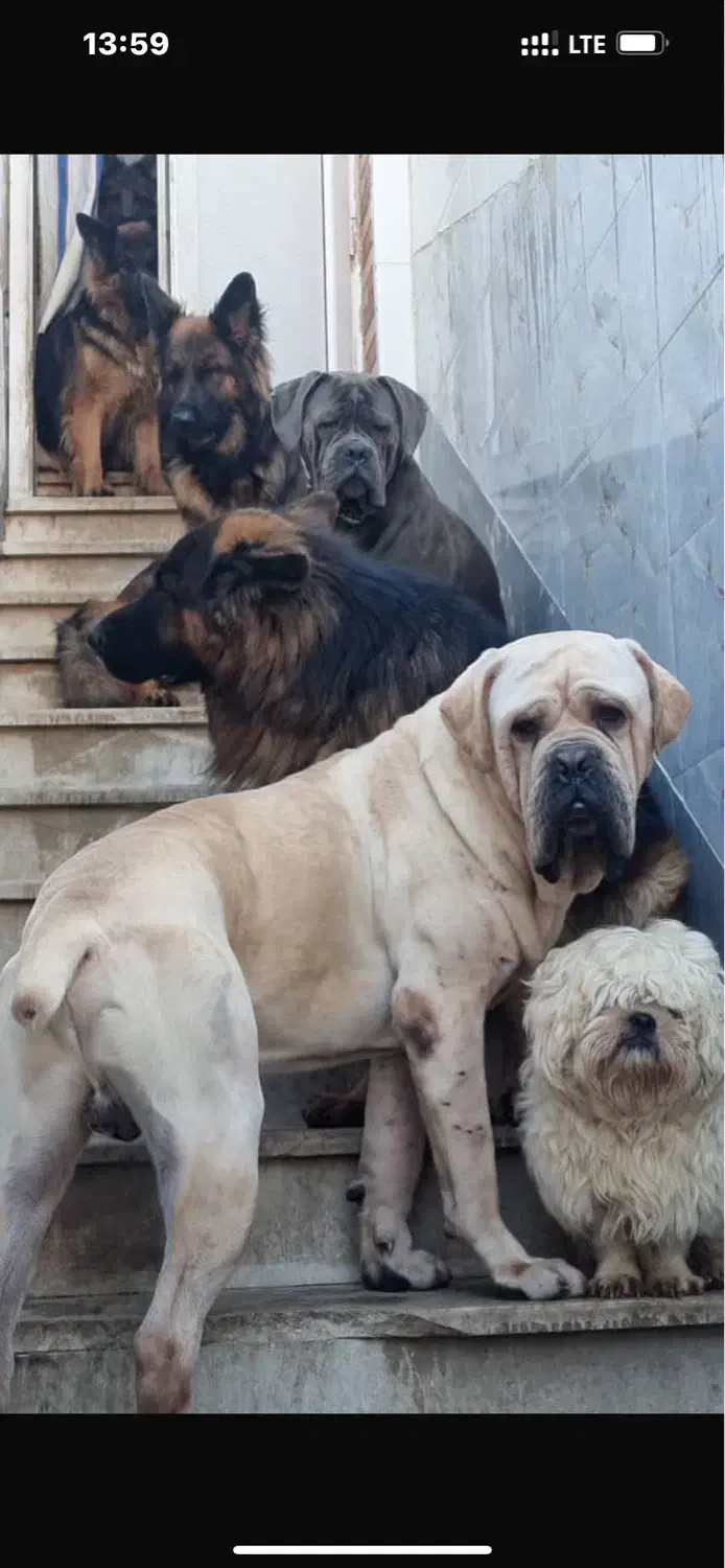 کنکورسو نر و ماده|سگ|کارون, |دیوار