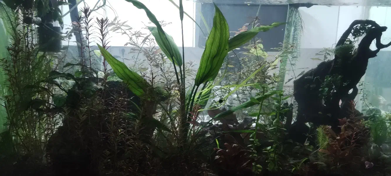 فروش اکواریوم و گیاه|ماهی|بندرعباس, |دیوار