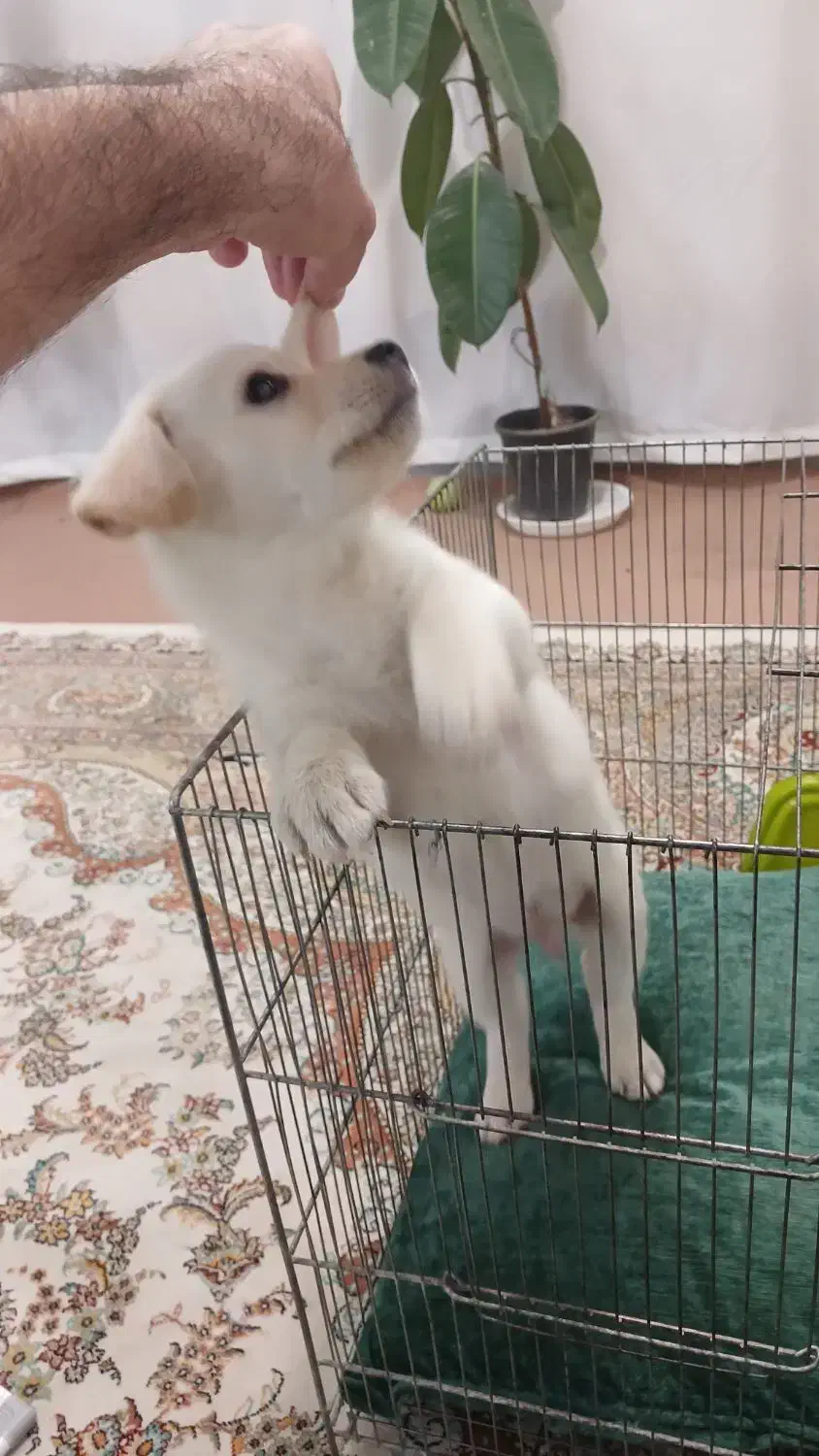 سگ واگذاری|سگ|قم, باغ شریفی|دیوار