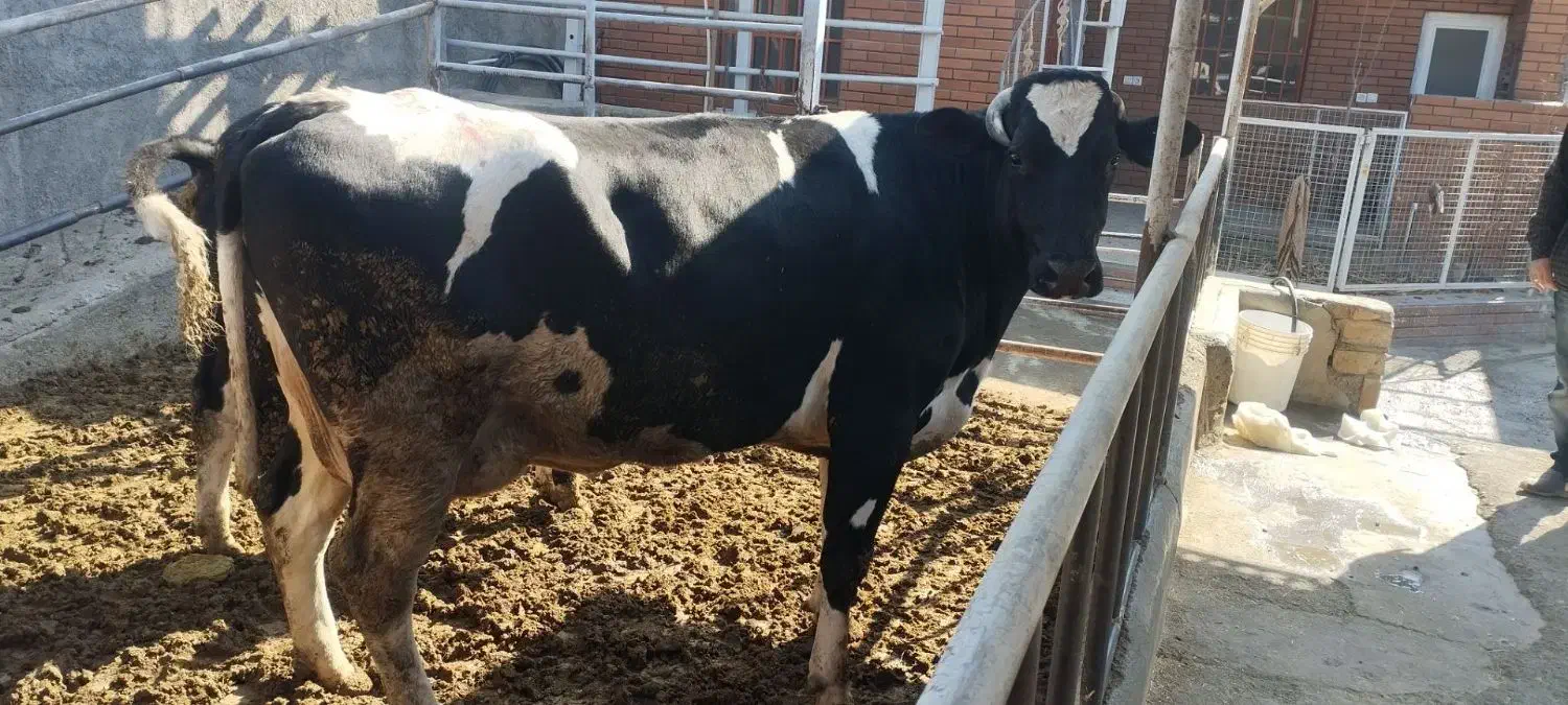 گاو چاق گوشتی درجه یک|حیوانات مزرعه|وحیدیه, |دیوار