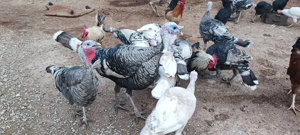 فروش بوقلمون محلی نر و ماده|حیوانات مزرعه|اندیمشک, |دیوار