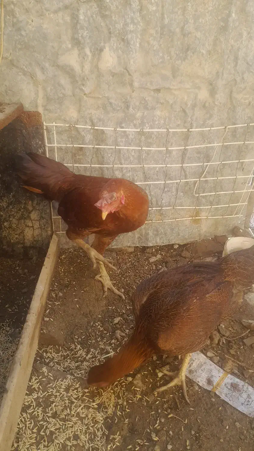 مرغ وخروس لاری|حیوانات مزرعه|مریوان, |دیوار