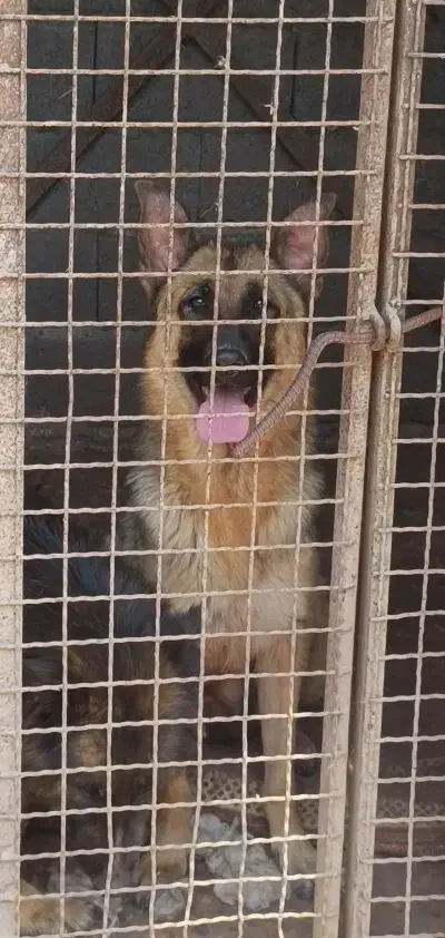 ژرمن ماده|سگ|رشت, تازه آباد|دیوار