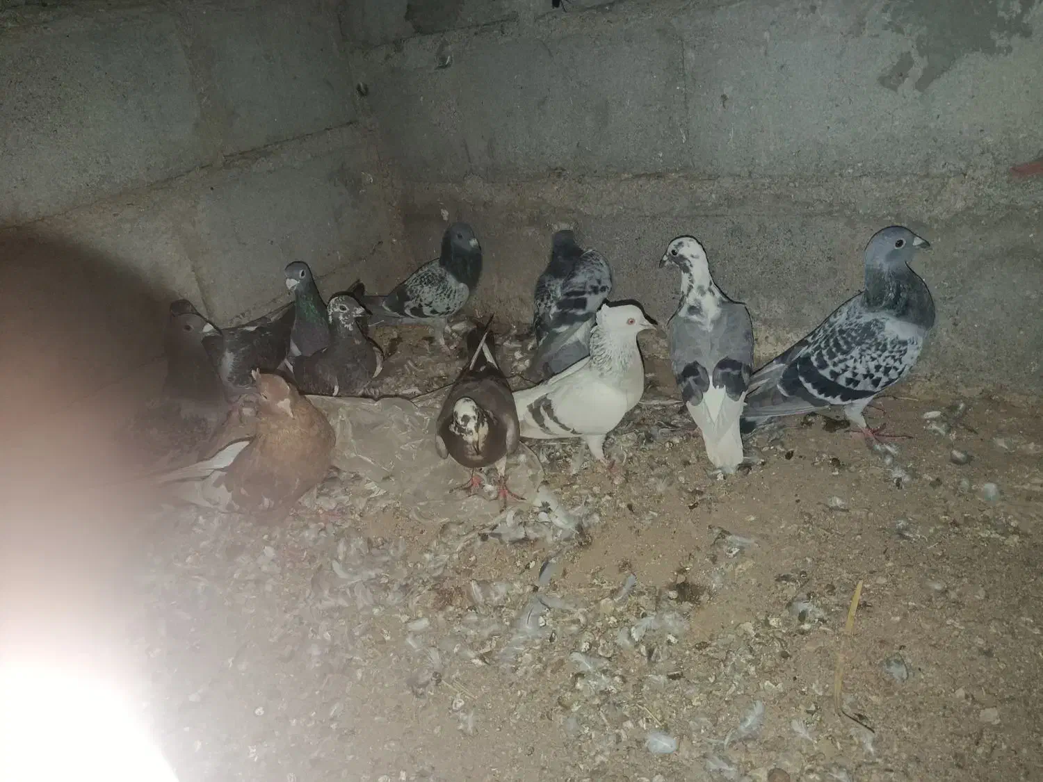 کفتر|پرنده|گنبکی, |دیوار