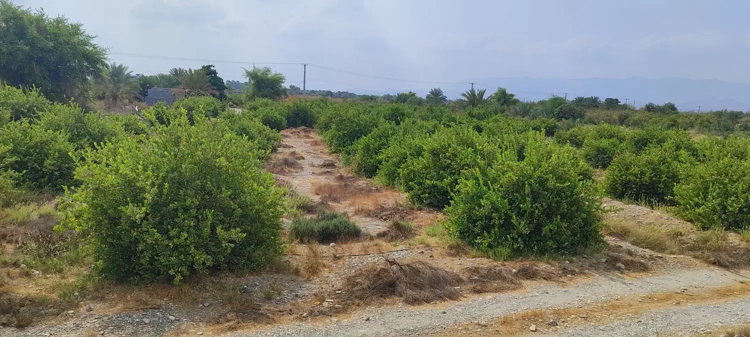 باغ مخصوص ویلا|فروش خانه و ویلا|رودان, |دیوار