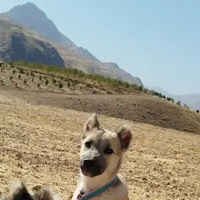 سگ پاکوتاه|سگ|دینور, |دیوار