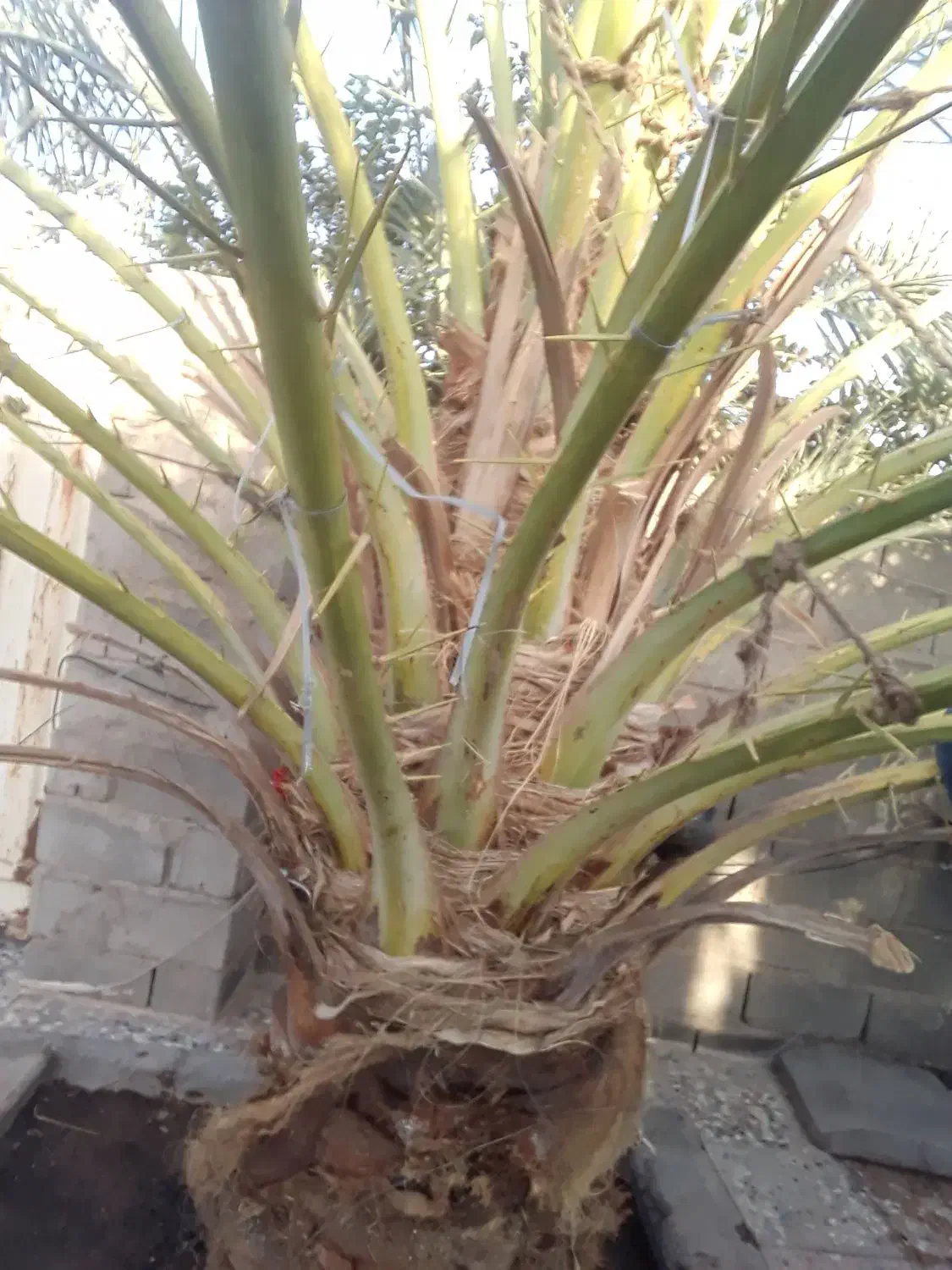 گراز درخت|خدمات باغبانی و درختکاری|بم, |دیوار