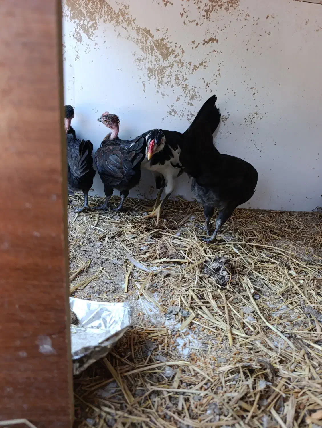 جوجه مرغ و خروس|حیوانات مزرعه|بندرعباس, |دیوار