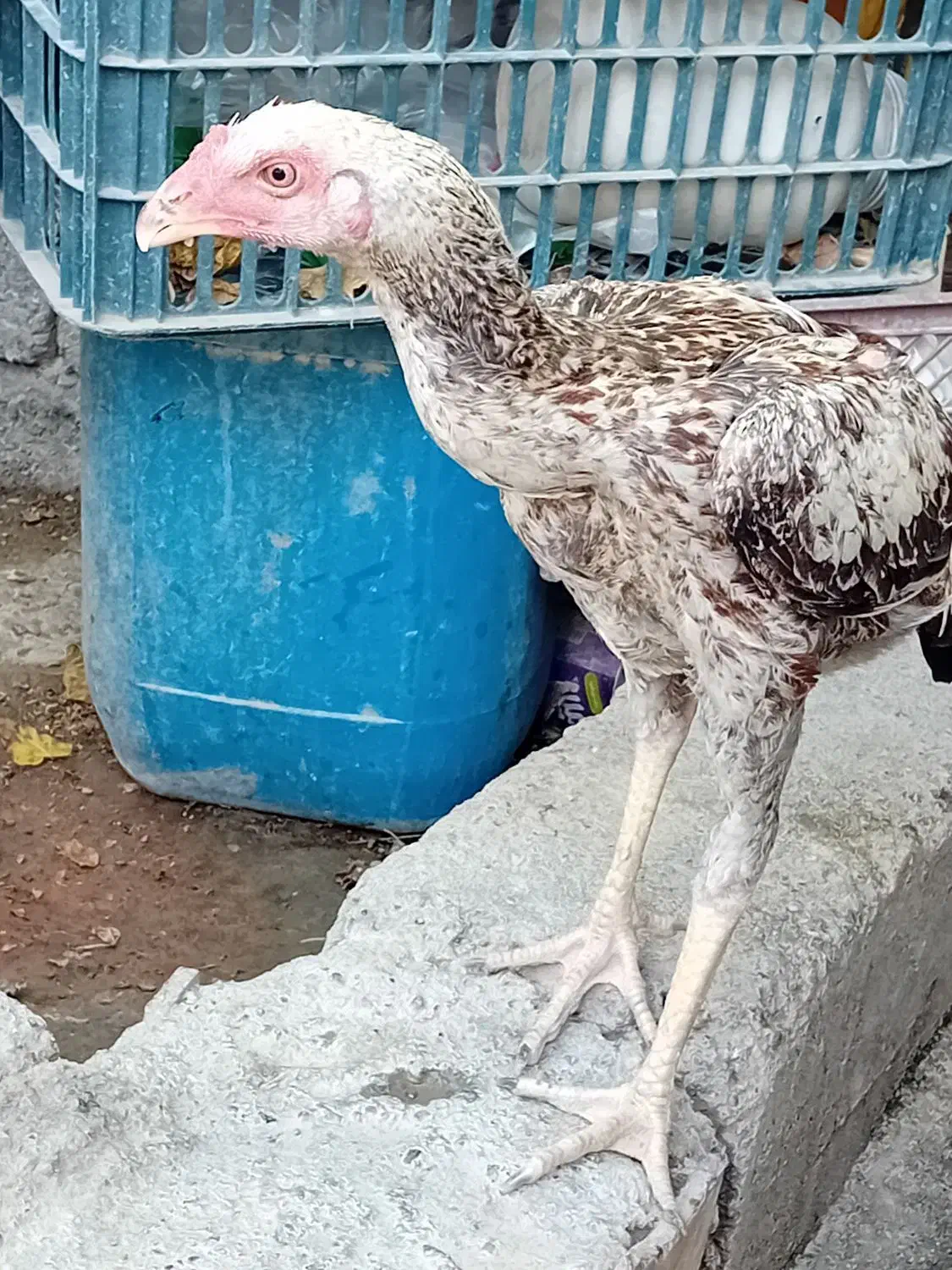 خروس|حیوانات مزرعه|میناب, |دیوار